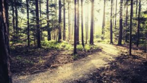 Bike trails through the forest